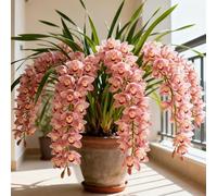 Orchidea Cymbidium dal profumo intenso - Facile da coltivare - Fiorisce sia in casa che all'aperto - Adatta ai principianti-3 PCS-C