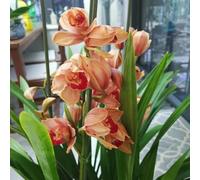 orchidea Cymbidium - giardino balcone rocce semi decorativi decorazioni giardino semi 50pcs
