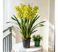 Orchidea Cymbidium profumata - Decorativa in vaso per interni ed esterni - facile da fiorire-10 PCS-D