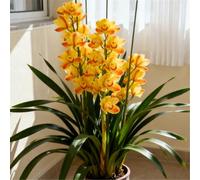 Orchidea Cymbidium profumata - Decorativa in vaso per interni ed esterni - facile da fiorire-10 PCS-F