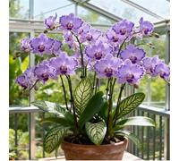 Orchidea Cymbidium profumata - Decorativa in vaso per interni ed esterni - facile da fiorire-10 PCS-G