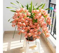 Orchidea Cymbidium profumata - Decorativa in vaso per interni ed esterni - facile da fiorire-10 PCS-H