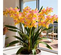 Orchidea Cymbidium profumata - Decorativa in vaso per interni ed esterni - facile da fiorire-15 PCS-A