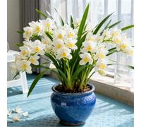 Orchidea Cymbidium profumata - Decorativa in vaso per interni ed esterni - facile da fiorire-15 PCS-C