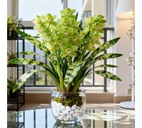 Orchidea Cymbidium profumata - Decorativa in vaso per interni ed esterni - facile da fiorire-3 PCS-B