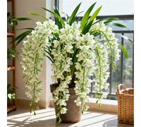 Orchidea Cymbidium terapeutica - Foglie verde smeraldo - Profumo rilassante - Allevia lo stress-3 PCS-D