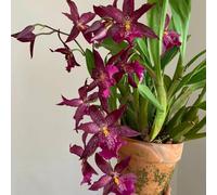 orchidea oncidium, balcone recisi Decorazioni autunnali per un giardino resistente ufficio sempreverdi d'appartamento rara giardino, balcone 130semi
