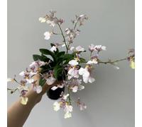 orchidea oncidium, Decorazioni giardino per esterni Decorazioni autunnali per un giardino resistente d'appartamento rara balcone 450semi