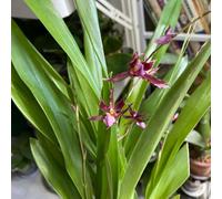 orchidea oncidium, primaverili, resistenti in vaso d'appartamento rara giardino, balcone ombra semi di selvatici balcone recisi resistenti 850semi