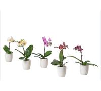 Orchidea piccola Phalaenopsis mini colore misto Made In Italy. Pianta vera di classe altissimo livello. Terre di Romagna vaso 8cm fiori perfetti