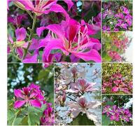 orchidea resistente - semi semi interni balcone decorativi giardino prato esotico - Serie 10pcs