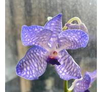 Orchidea Vanda, balcone insoliti decorativo Decorazioni autunnali per un giardino resistente ornamentali per zone soleggiate 20semi