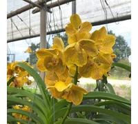 Orchidea Vanda di balcone di interno giardino ornamentali 250semi