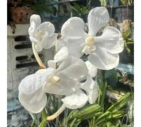 Orchidea Vanda di giardino di ornamentali balcone 85semi