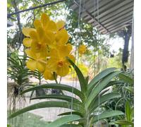 Orchidea Vanda semi di tetti verdi semi di balcone primavera selvatici balcone vaso ufficio giardino vaso 650pcs