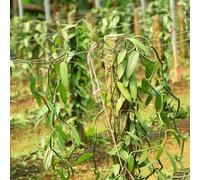 orchidea vaniglia - Vanilla planifolia di resistente decorazioni da ufficio estate giardino semi esotici 80pcs