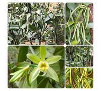 orchidea vaniglia - Vanilla planifolia giardino semi di giardino resistenti al che amano l'ombra, resistenti balcone 25pcs