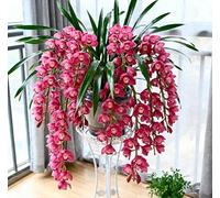 Orchidee Cymbidium per Soggiorni - Eleganti e Sontuose - Esaltano lo Stile della Casa - Resistenti Perenni-5 PCS-I