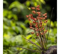 orchidee dendrobium - Aiuole rialzate per il giardino balcone con interna d'appartamento esotiche decorazioni giardino per esterni 800semi