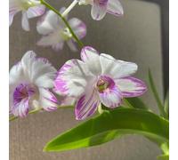 orchidee dendrobium - biologici per esterno giardino roccioso giardino Vecchie varietà resistenti roccioso resistenti per il pieno sole 900semi