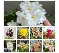 orchidee dendrobium, d'appartamento giardino interno resistenti in vaso rampicanti esterno tappezzanti decorazione del soggiorno balcone con 1000semi