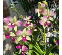 orchidee dendrobium - giardino esterni biologici vecchie 600semi