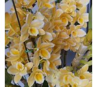 orchidee dendrobium - giardino vecchie varietà 400semi