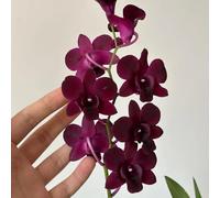 orchidee dendrobium - in vaso resistenti vecchie varietà balcone 1000semi