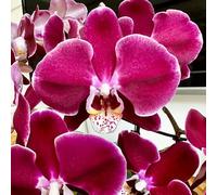 orchidee phalaenopsis decorazione sempreverde semi di selvatici, autunnale di al coperto selvatici balcone primaverili sul balcone 100pcs