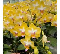 orchidee phalaenopsis estate decorazioni giardino per esterni primavera giardino tempi tagliati semi selvatico scalapante 200pcs