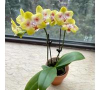 Orchidee Phalaenopsis - giardino roccioso esotiche selvatici 55semi