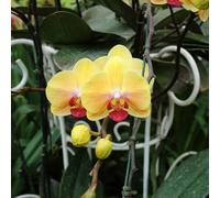 Orchidee Phalaenopsis - in vaso vecchie varietà giardino 650semi