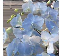 Orchidee Phalaenopsis - resistenti giardino semi di selvatici semi di rampicanti interno resistenti 20pcs