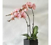 Orchidee Phalaenopsis - vecchie varietà selvatici in vaso 500semi