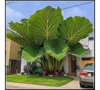 Orecchie di elefante perenni e resistenti/orecchie di elefante rare/giganti/illuminano un angolo magico nel tuo giardino-F-3 Rizoma