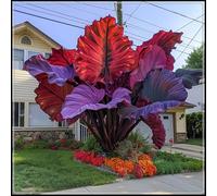 Orecchie di elefante perenni e resistenti/orecchie di elefante rare/giganti/illuminano un angolo magico nel tuo giardino-B-8 Rizoma