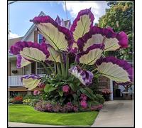 Orecchie di elefante perenni e resistenti/orecchie di elefante rare/giganti/illuminano un angolo magico nel tuo giardino-E-3 Rizoma