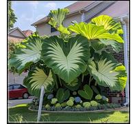 Orecchie di elefante perenni e resistenti/orecchie di elefante rare/giganti/illuminano un angolo magico nel tuo giardino-D-8 Rizoma