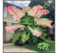 Orecchie di elefante perenni e resistenti/orecchie di elefante rare/giganti/illuminano un angolo magico nel tuo giardino-C-5 Rizoma