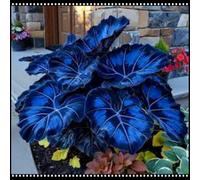 Orecchie di elefante perenni e resistenti/orecchie di elefante rare/giganti/illuminano un angolo magico nel tuo giardino-G-3 Rizoma