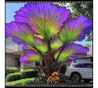 Orecchie di elefante perenni e resistenti/orecchie di elefante rare/giganti/illuminano un angolo magico nel tuo giardino-J-5 Rizoma