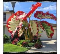 Orecchie di elefante perenni e resistenti/orecchie di elefante rare/giganti/illuminano un angolo magico nel tuo giardino-A-3 Rizoma