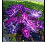 Orecchie di elefante perenni e resistenti/orecchie di elefante rare/giganti/illuminano un angolo magico nel tuo giardino-H-5 Rizoma