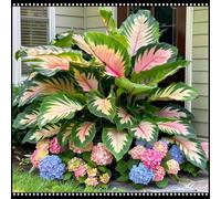 Orecchie di elefante perenni e resistenti/orecchie di elefante rare/giganti/illuminano un angolo magico nel tuo giardino-I-5 Rizoma