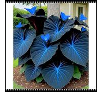 Orecchie di elefante perenni e resistenti/rare/orecchie di elefante giganti/ravvivano un angolo magico del giardino/decorazioni tropicali-F-3 Rizoma