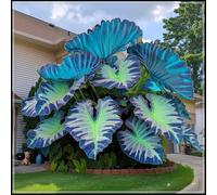 Orecchie di elefante perenni e resistenti/rare/orecchie di elefante giganti/ravvivano un angolo magico del giardino/decorazioni tropicali-J-8 Rizoma