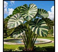 Orecchie di elefante perenni e resistenti/rare/orecchie di elefante giganti/ravvivano un angolo magico del giardino/decorazioni tropicali-B-5 Rizoma