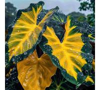 Orecchino a forma di elefante invernale, multicolore, ideale come idea regalo, multicolore di grandi dimensioni, 8 cipolle