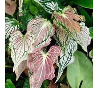 Orecchino a forma di elefante invernale, multicolore, ideale come idea regalo, multicolore, grande formato, 8 cipolle