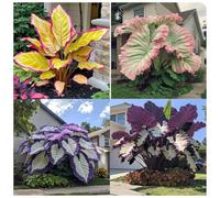 Orecchino a forma di elefante,molto grande,resistente all'inverno,decorazione eccellente,facile da curare,bellissima.-3Wurzel-G